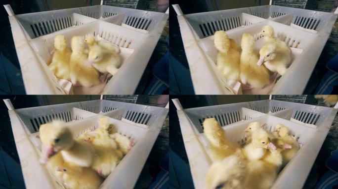 新生小鸭被放入塑料容器的单独部分中