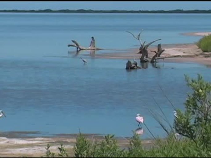 河流、鸟类、漂流木