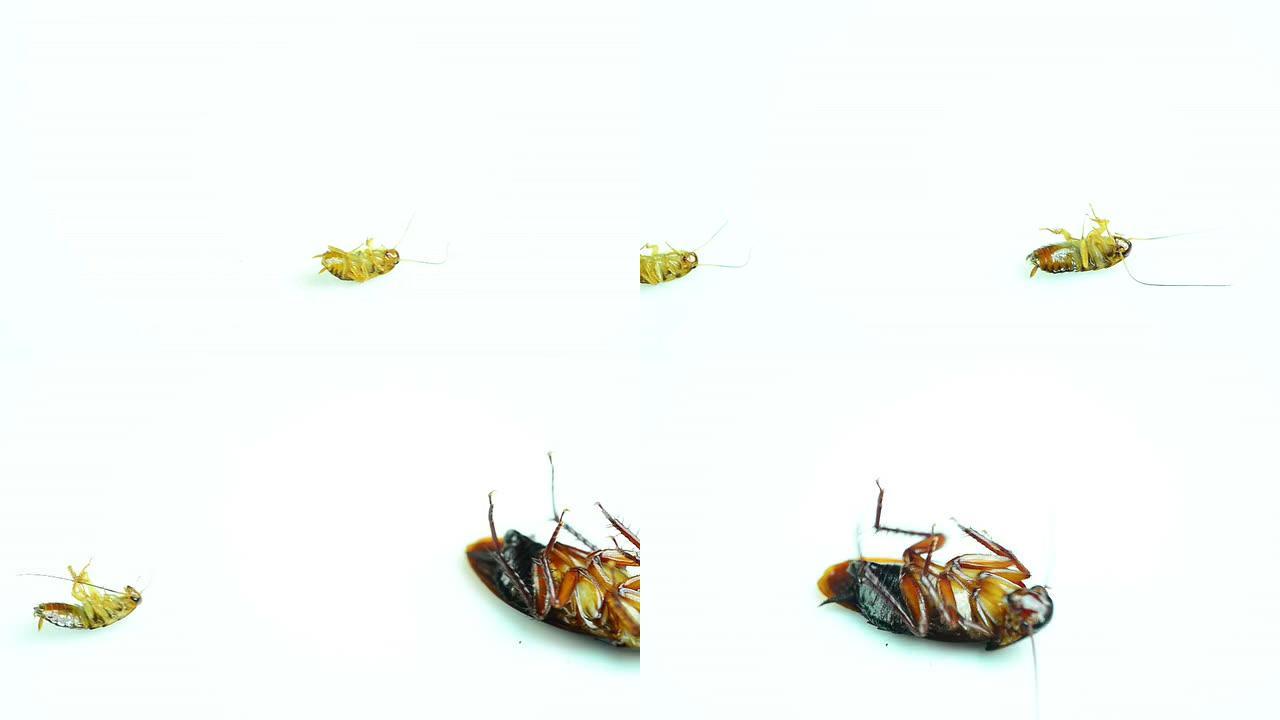 蟑螂蟑螂害虫除害三害