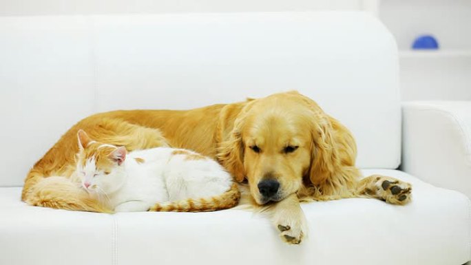 猫和狗在一起休息。
