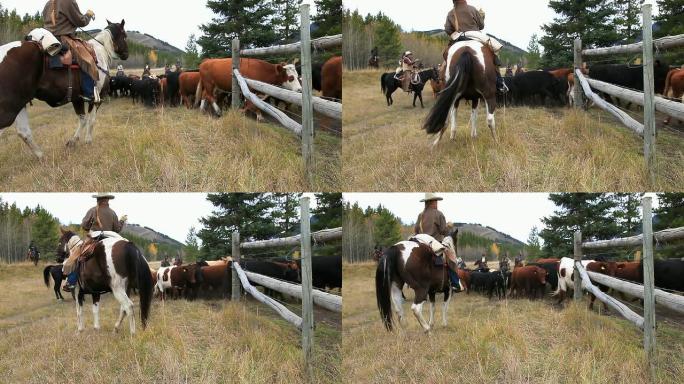 古老的西部牛综述