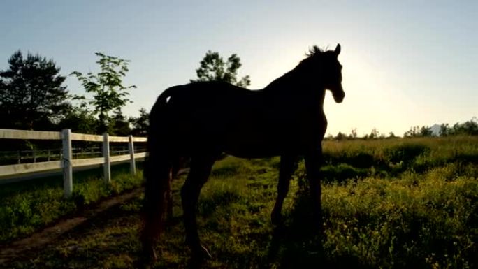 特写: 日落时分，美丽的黑湾马在大草地上的牧场上