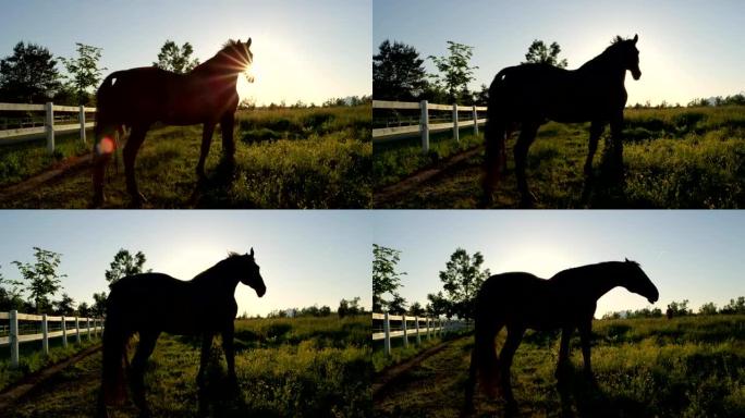 特写: 日落时分，美丽的黑湾马在大草地上的牧场上