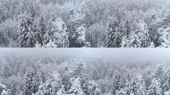 在雾蒙蒙的冬日，空中飞越白色云杉森林，上面覆盖着新鲜的雪