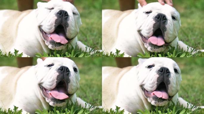 美丽的白色棕色英国斗牛犬，美丽的脸坐在草地上，自然背景。概念: 一只模仿的狗，最喜欢的动物，真正的朋