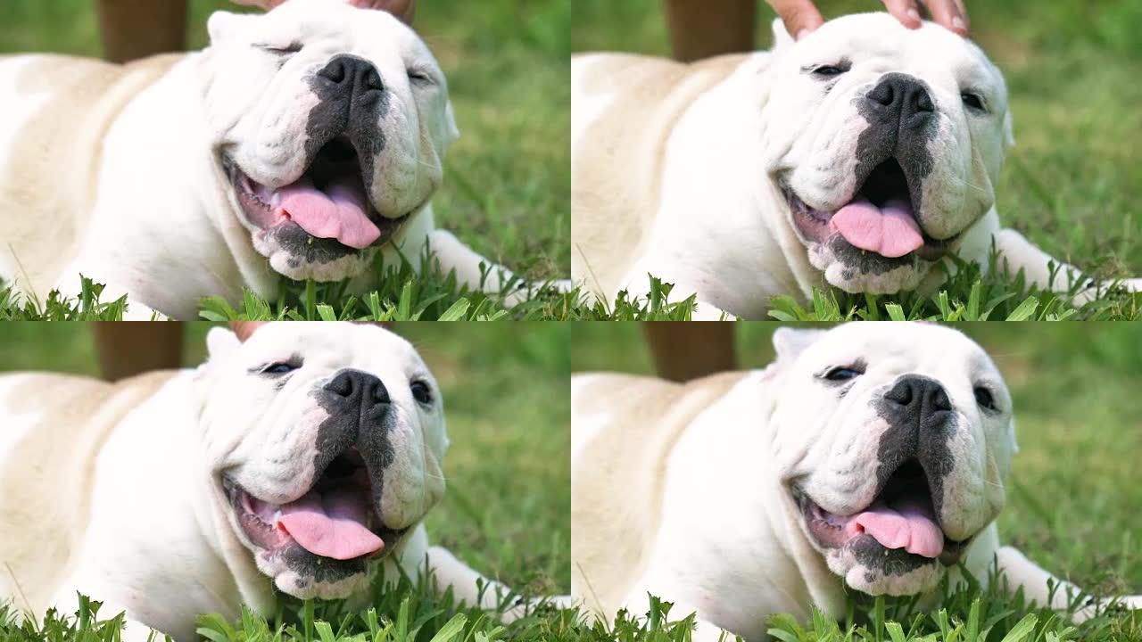 美丽的白色棕色英国斗牛犬，美丽的脸坐在草地上，自然背景。概念: 一只模仿的狗，最喜欢的动物，真正的朋