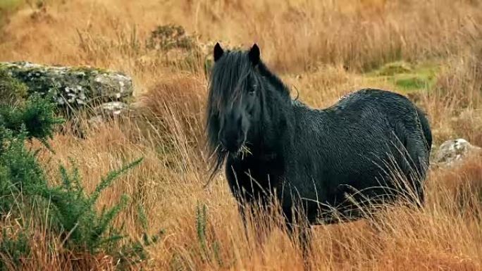 黑马吃草抬头