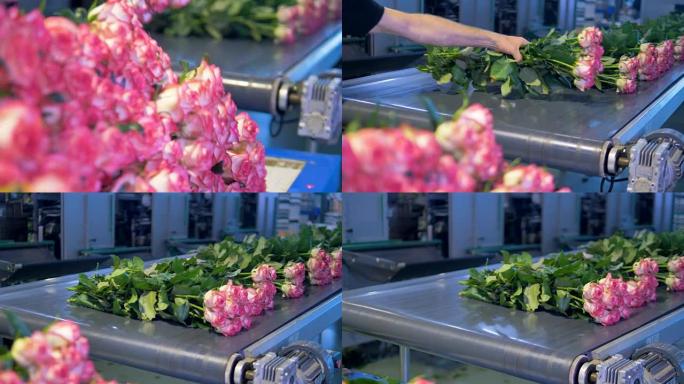 花工厂正在分拣长茎玫瑰。花卉工业生产。