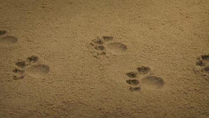 沙子里传递动物爪印