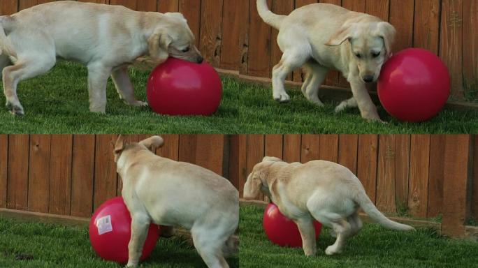 玩红色大球的小狗