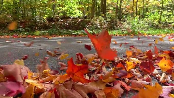 慢动作: 五颜六色的秋叶在林道上行驶的汽车后面盘旋