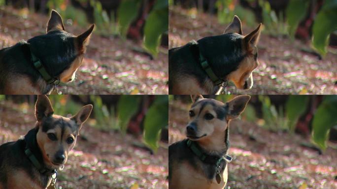 狗狗的长相和树叶