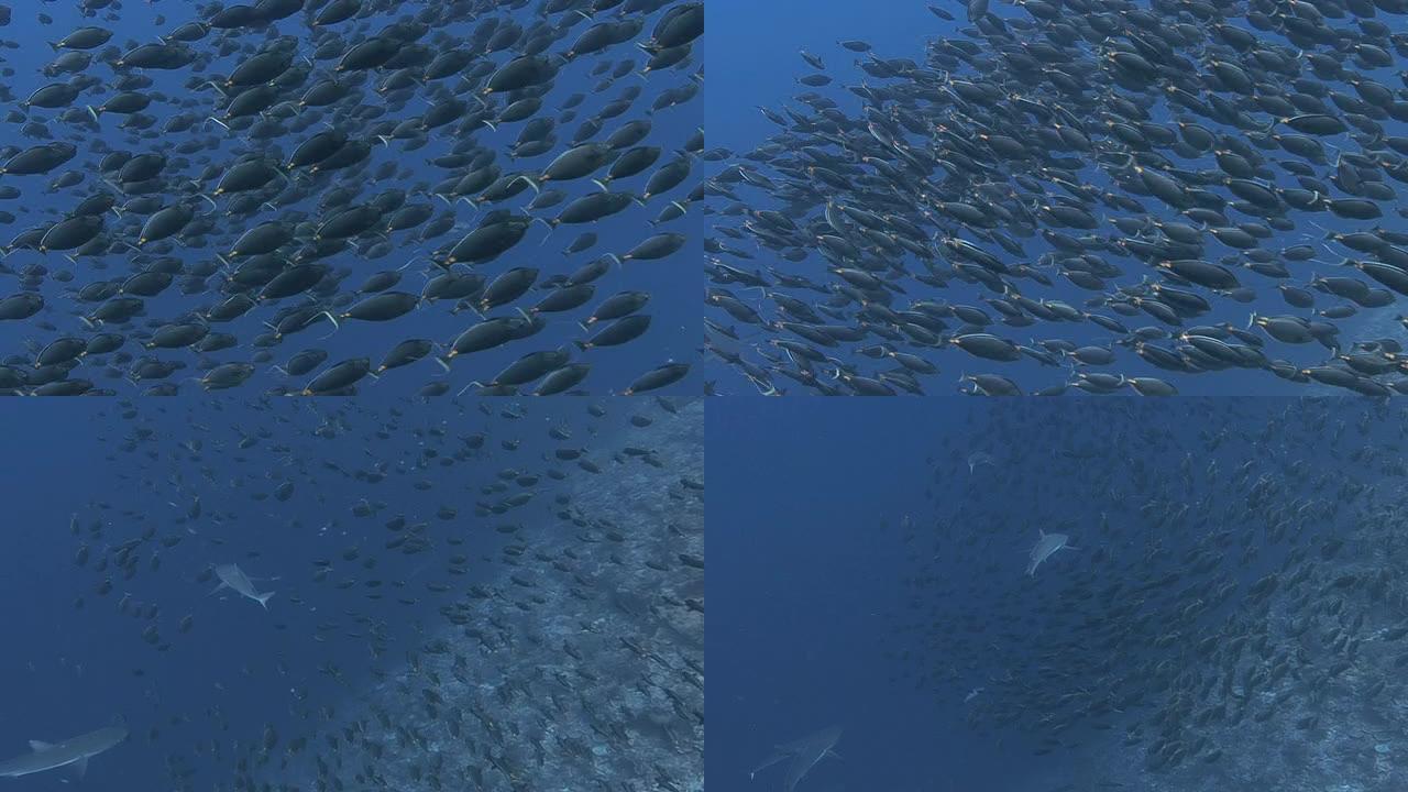 鲨鱼狩猎海水鱼类水生物捕猎