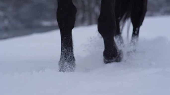 Dop: 冬季在新鲜柔软的雪毯中行走的野马腿的细节