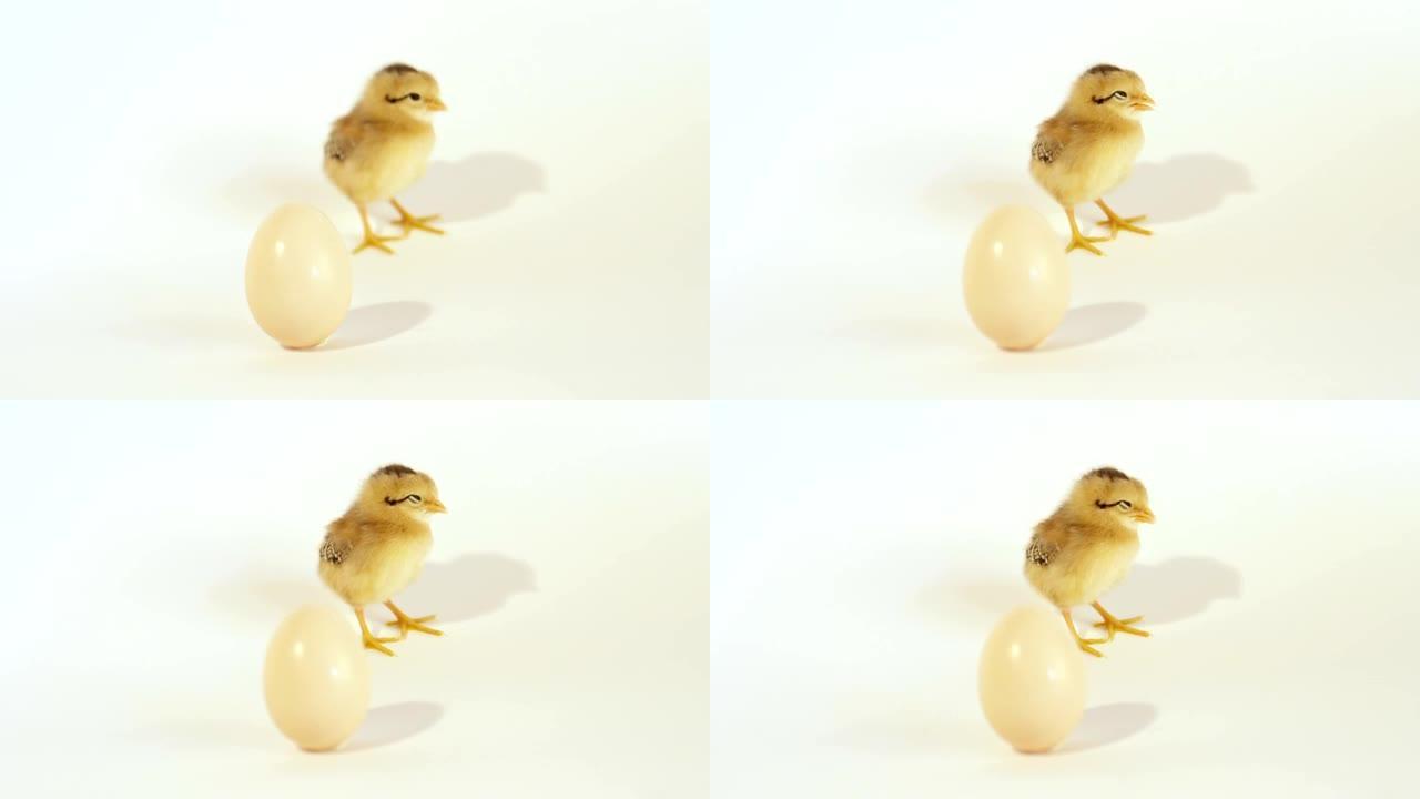 慢动作特写: 昏昏欲睡的小鸡和一个未孵化的鸡蛋