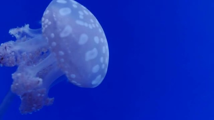 小型斑点水母以慢动作游泳