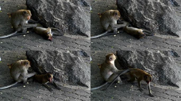 母猴和幼猴