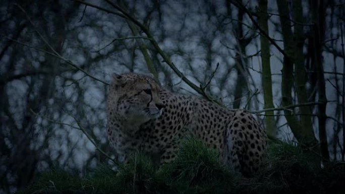 猎豹在晚上蹲下并跟踪