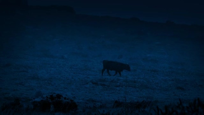 母牛在黑暗中穿越暴风雨