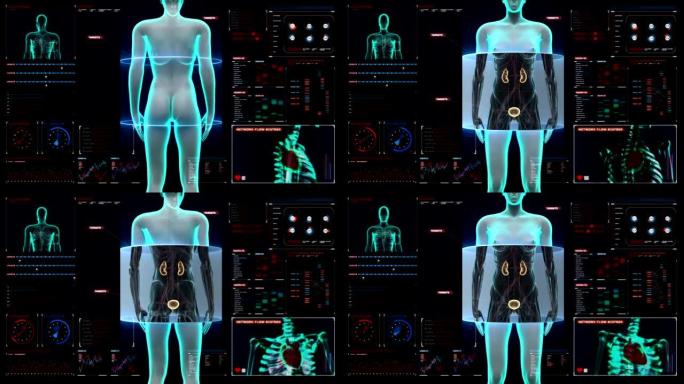 在数字显示仪表板中扫描女性体内的肾脏。X射线。