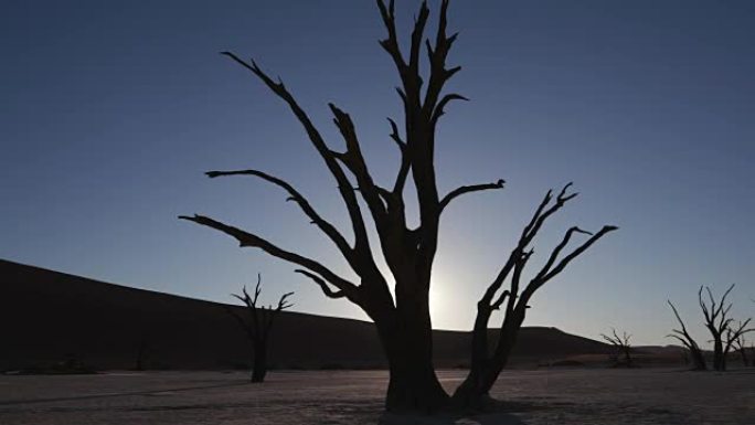纳米布-瑙克鲁夫特国家公园内的地下夕阳西下拍摄枯树的4k照片