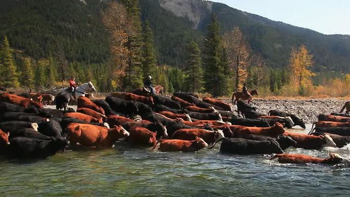 牛仔们在河对岸放牛