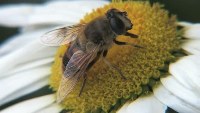 蜜蜂收集花粉。