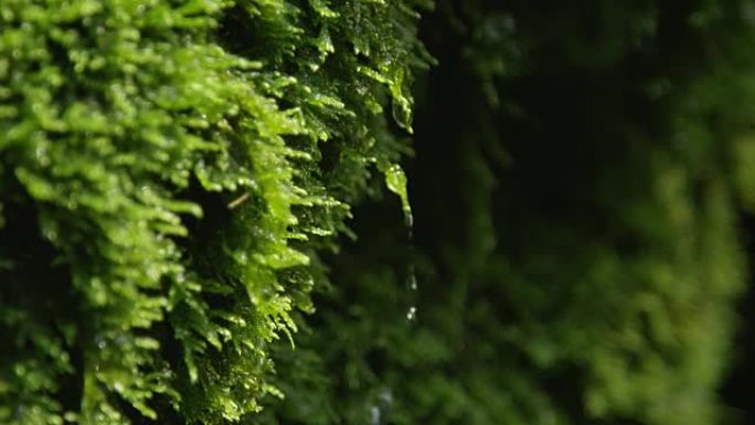 特写: 水滴从湿苔藓上滴下来