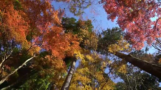 平移镜头: 秋天的红色离开背景Korankei森林公园名古屋