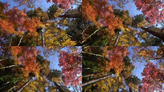 平移镜头: 秋天的红色离开背景Korankei森林公园名古屋