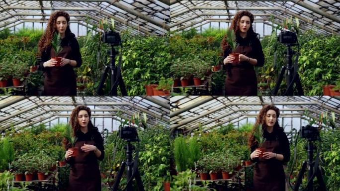 温室的年轻女老板正在为她站在温室里拿着盆花的视频博客录制有关园艺的视频。人和植物学概念。