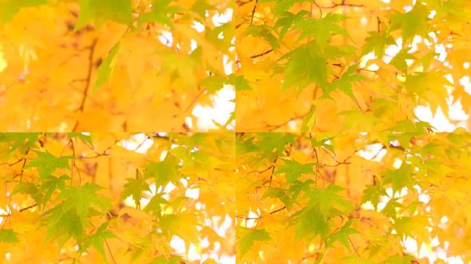 树叶颜色变化秋天的枫树