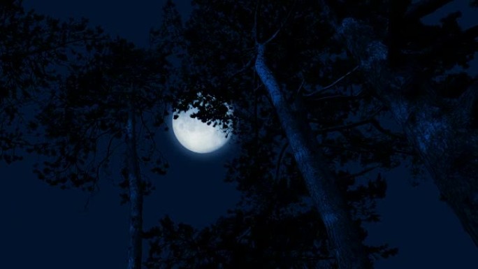 风中的高大林木后面的月亮
