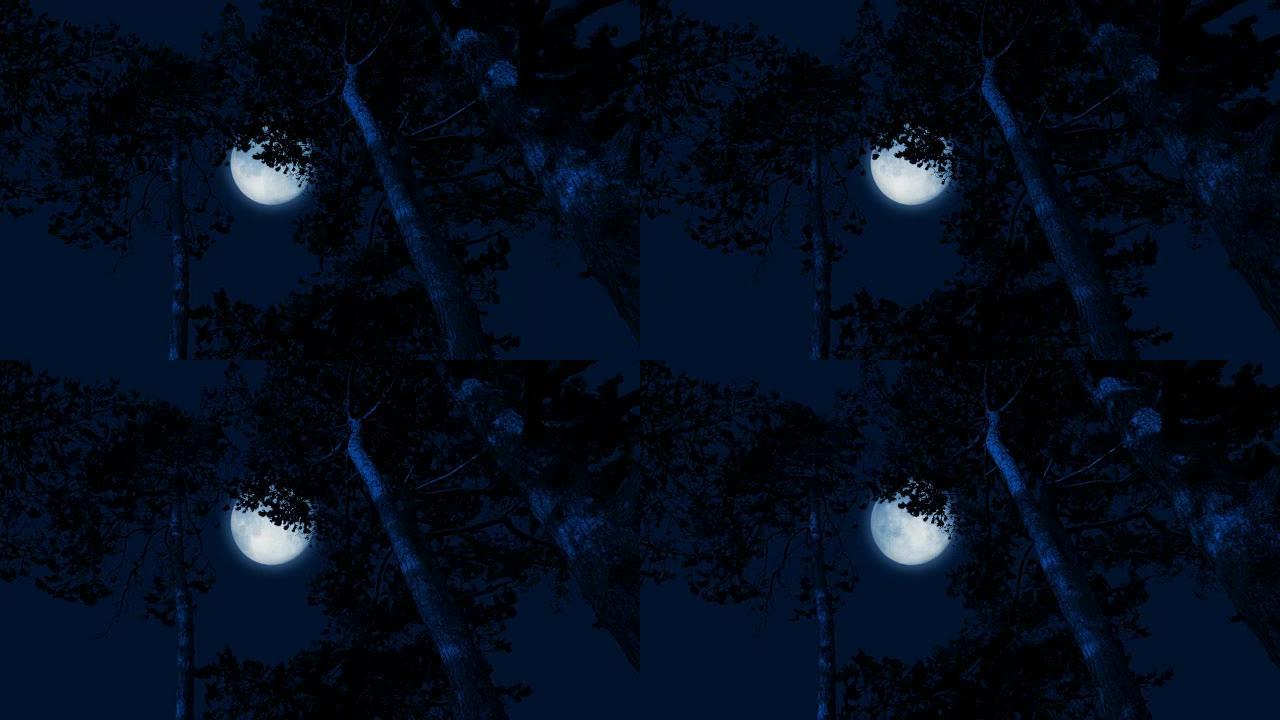 风中的高大林木后面的月亮