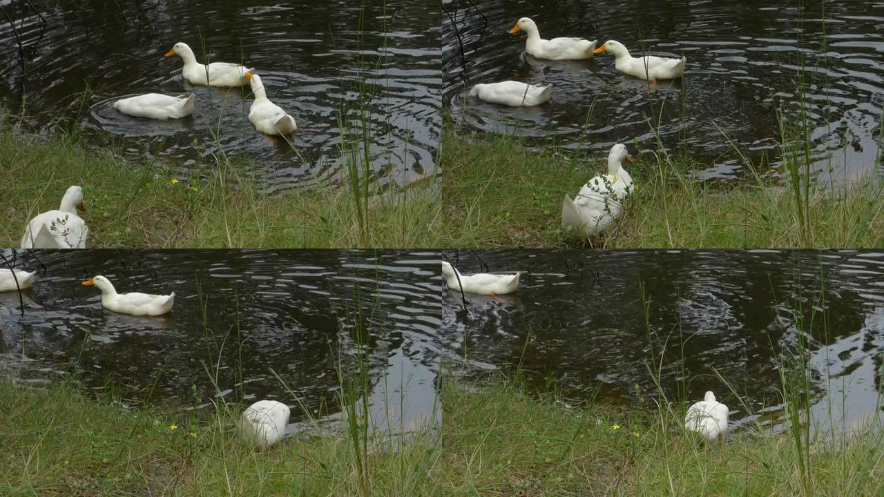 池塘里的白鸭子池塘里的白鸭子