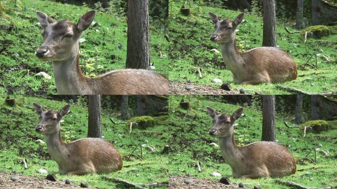 亲爱的，在荒原上休息