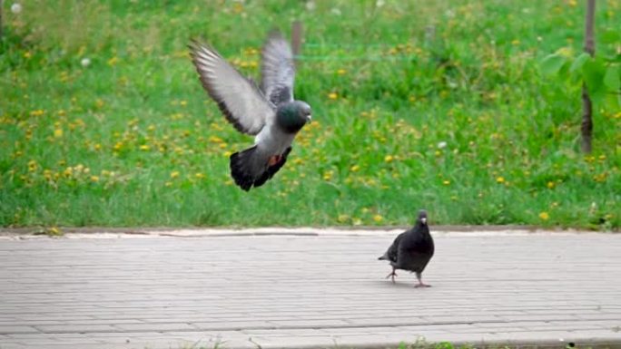 鸽子的交配季节，鸽子在慢动作中的飞行