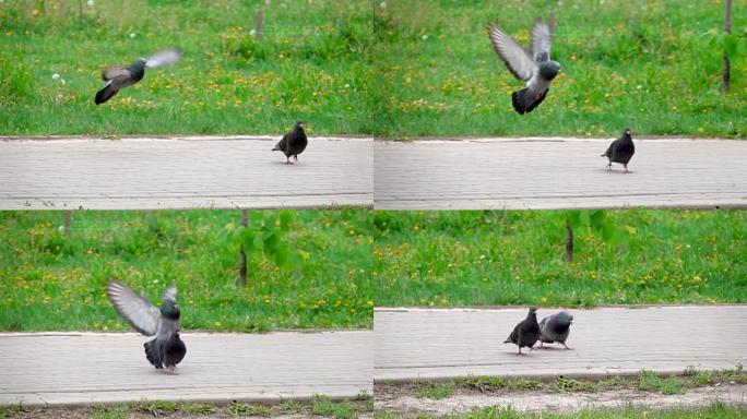 鸽子的交配季节，鸽子在慢动作中的飞行