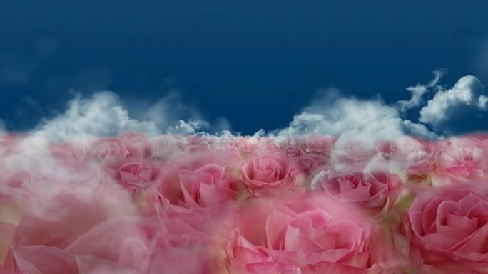 绽放的玫瑰田-玫瑰/云朵/蓝色（无缝可循环）