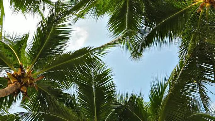 透过棕榈树叶看天空