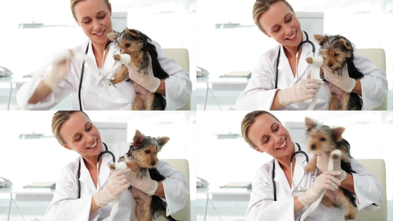 微笑的兽医包裹约克郡梗犬受伤的爪子