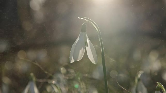 特写，dop: 小春雨落在白色的春花上，叫做雪花莲