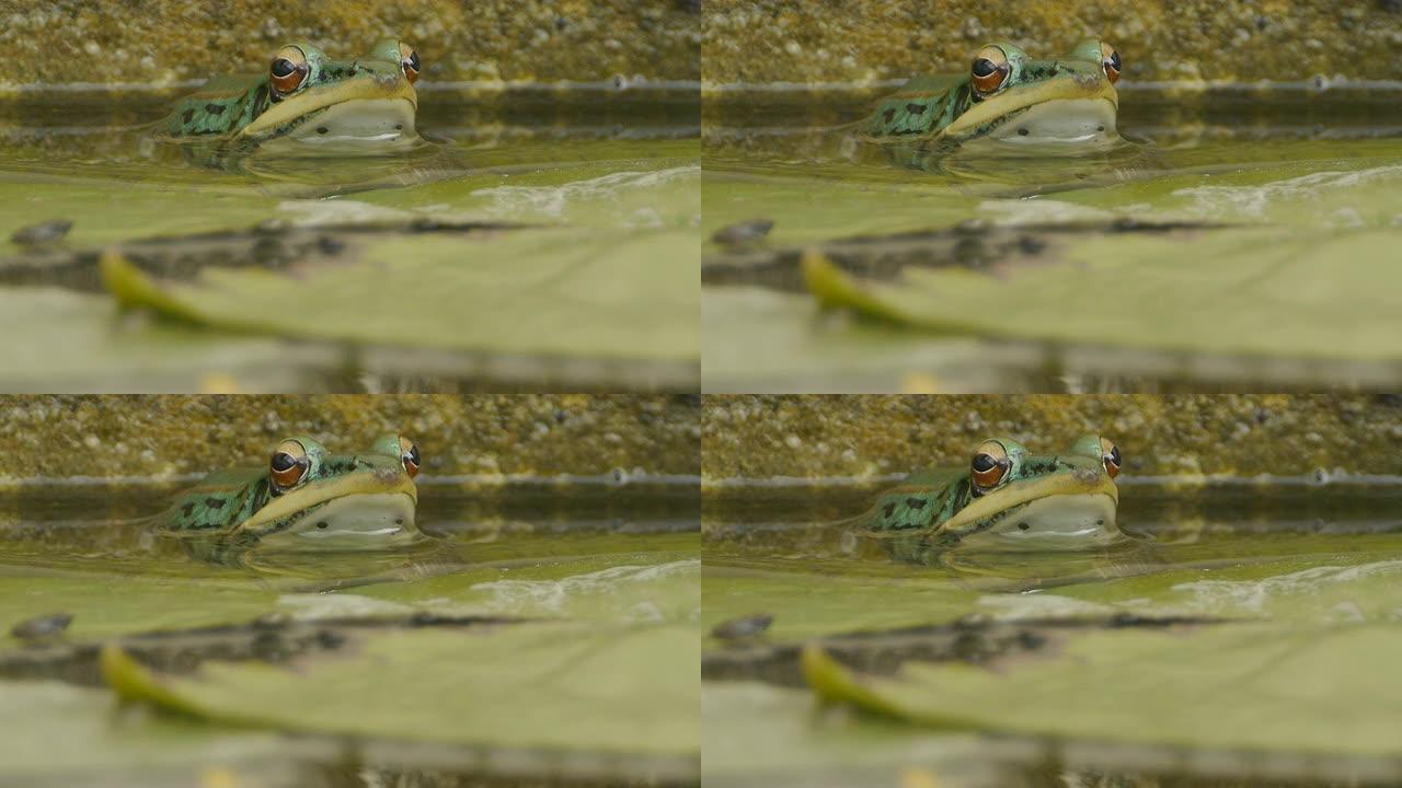 绿色青蛙绿色青蛙