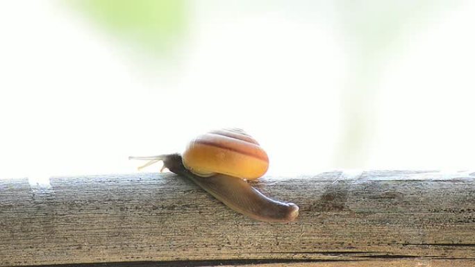 树枝上的蜗牛爬行的蜗牛蜗牛觅食虫子