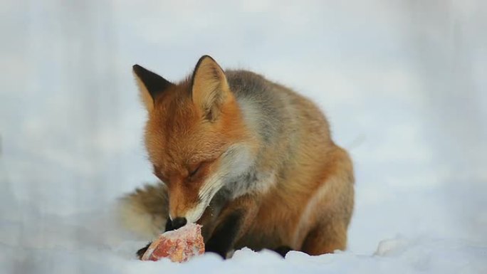 狐狸吃东西