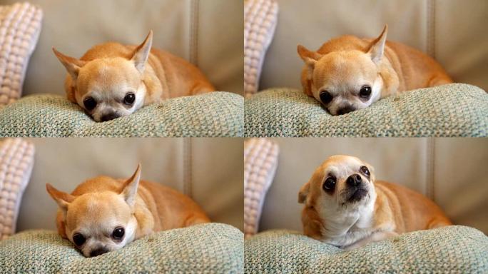 吉娃娃狗坐在室内的垫子上