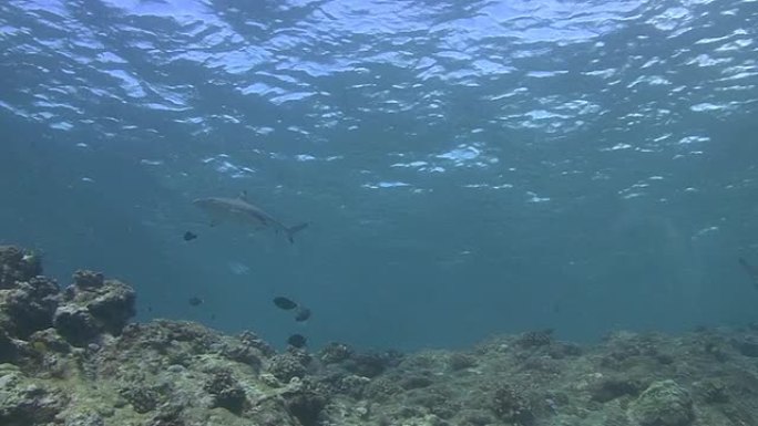 黑鳍礁鲨