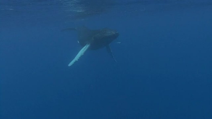 座头鲸座头鲸鱼海洋大海游泳航拍