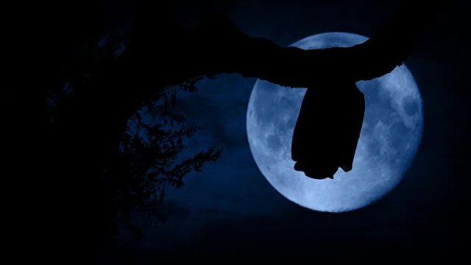 蝙蝠在森林中飞过月亮