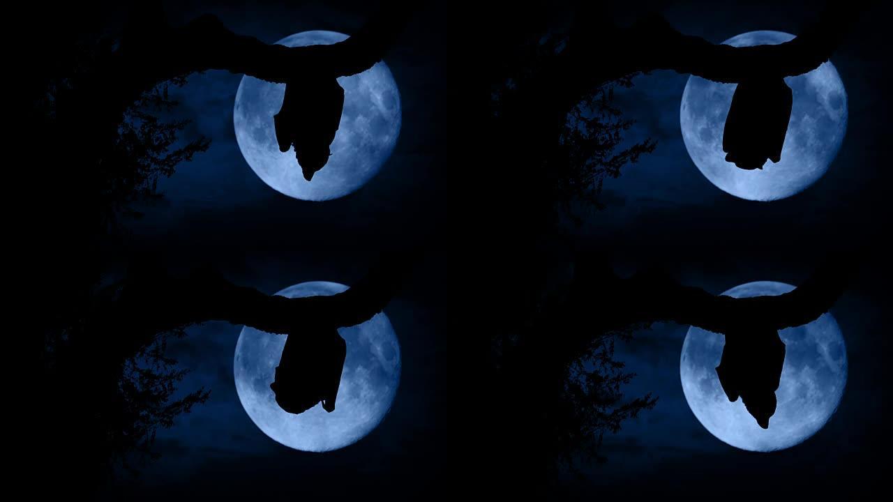 蝙蝠在森林中飞过月亮